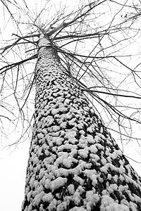 立冬二十四节气环境大雪后的景象图片