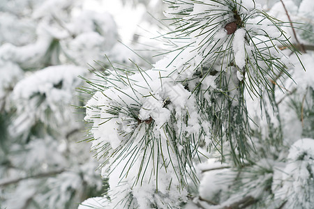 立冬二十四节气环境大雪后的景象高清图片