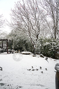 节气设计立冬二十四节气环境大雪后的景象背景