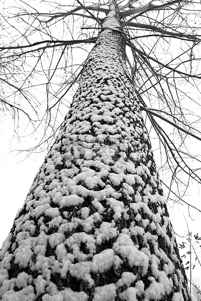 立冬二十四节气环境大雪后的景象图片