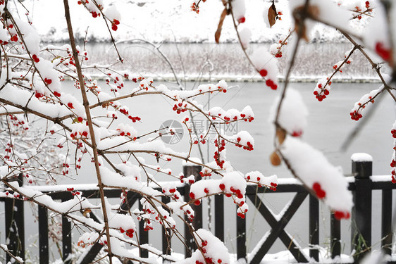 立冬二十四节气环境大雪后的景象图片