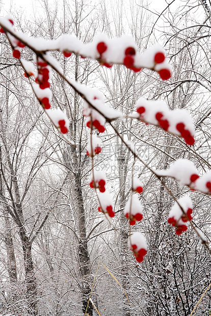 立冬二十四节气环境大雪后的景象图片