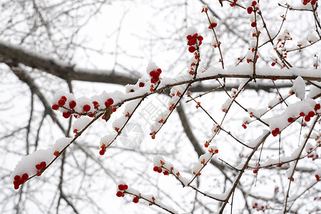 雪后故宫立冬二十四节气环境大雪后的景象背景