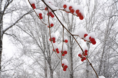 立冬二十四节气环境大雪后的景象图片