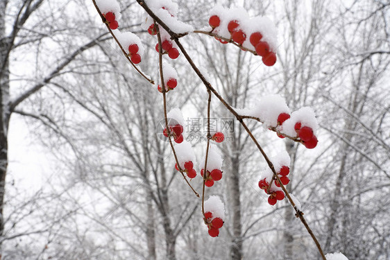 立冬二十四节气环境大雪后的景象图片