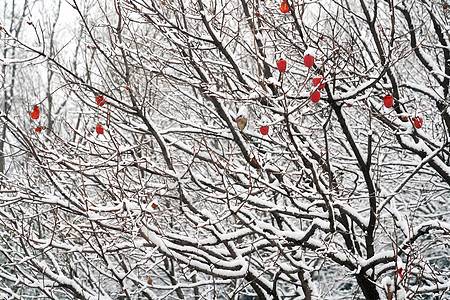 立冬风景下雪后的柿子树图片