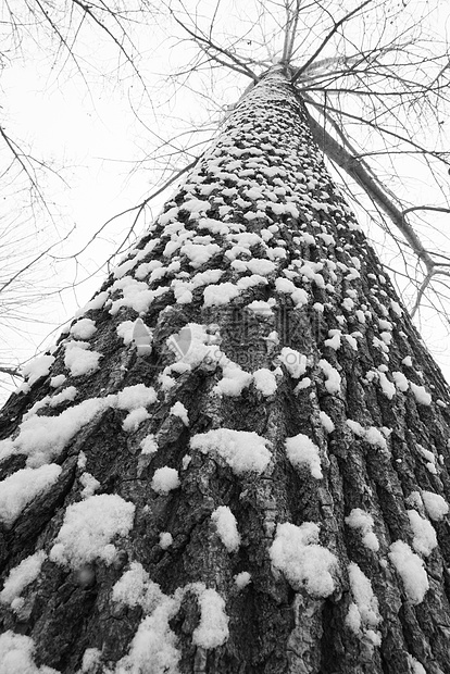 立冬二十四节气环境大雪后的景象图片