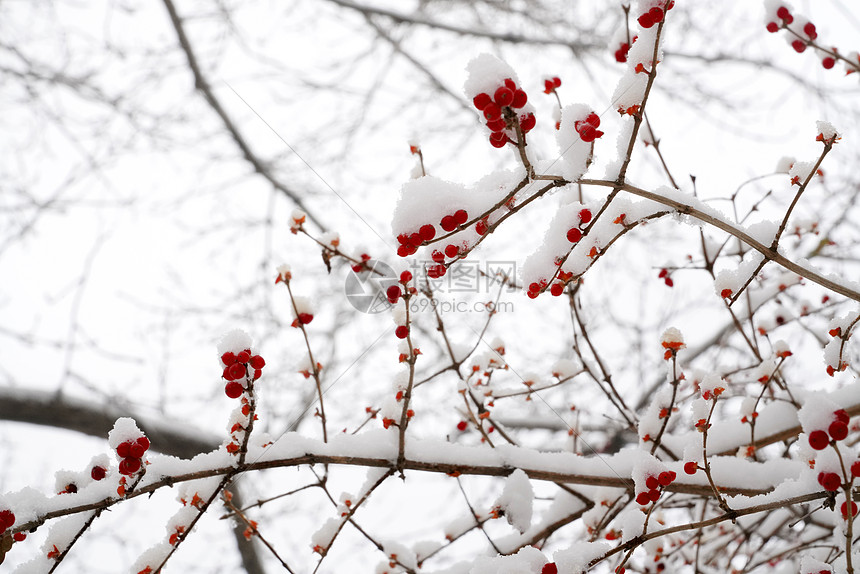 立冬二十四节气环境大雪后的景象图片