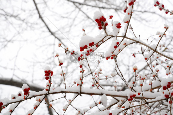 立冬二十四节气环境大雪后的景象图片