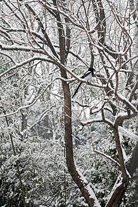 现代中国风立冬二十四节气环境大雪后的景象背景