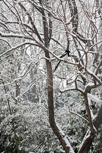 立冬二十四节气环境大雪后的景象图片