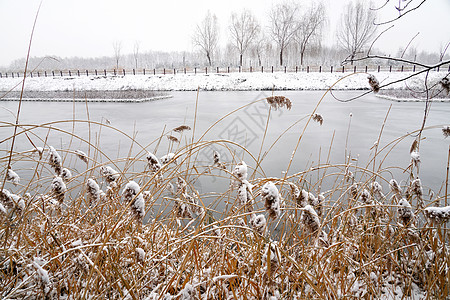 大雪后公园立冬二十四节气环境大雪后的景象背景
