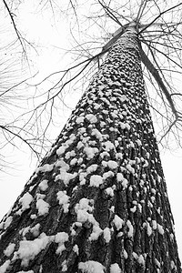 立冬二十四节气环境大雪后的景象图片