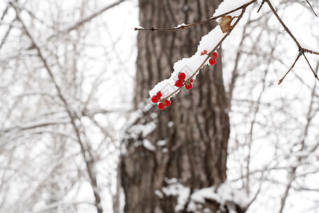 立冬二十四节气环境大雪后的景象图片