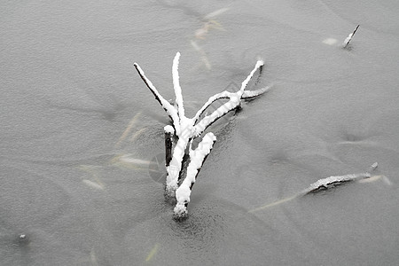 湖面结冰上的树枝图片