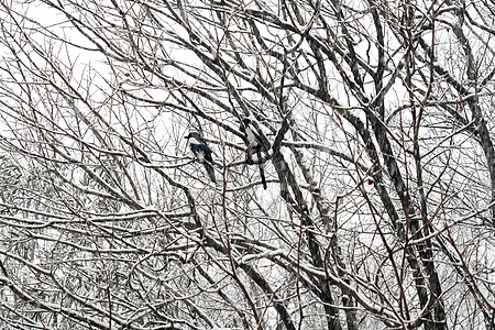 立冬二十四节气环境大雪后的景象图片