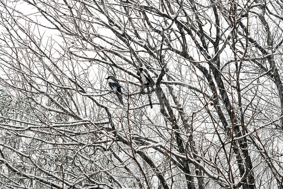 立冬二十四节气环境大雪后的景象图片