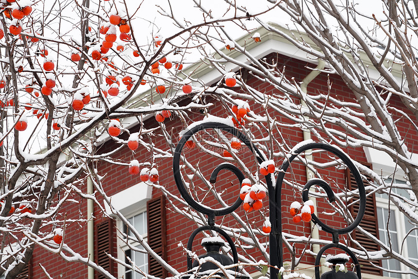雪后别墅旁的柿子树图片