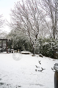 柿子树上的喜鹊被雪覆盖的树木背景