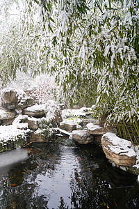 庭院景观被雪覆盖的树木背景