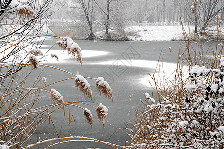 映雪湖桥被雪覆盖的树木背景