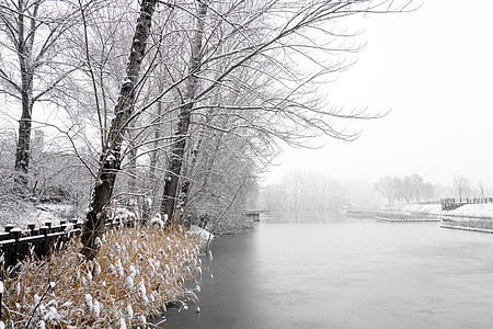 冬天枯萎树被雪覆盖的树木背景