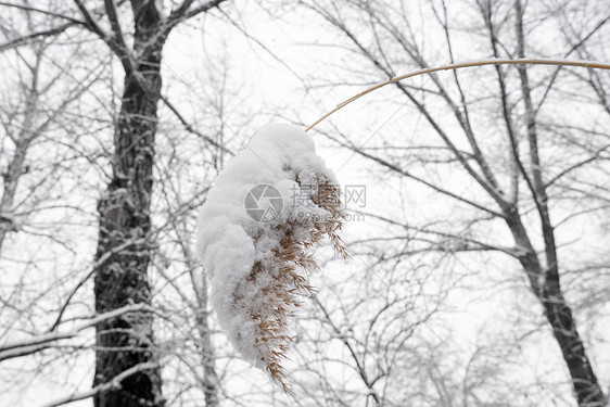 被雪覆盖的树木图片