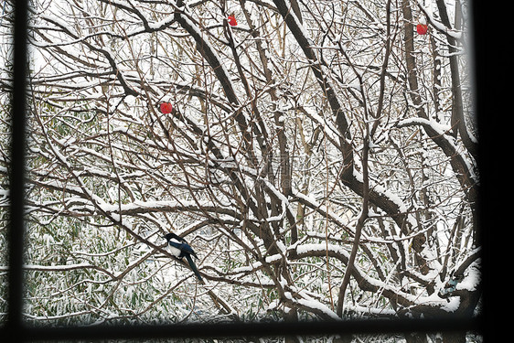 被雪覆盖的树木图片