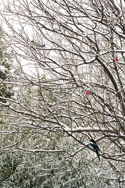 被雪覆盖的树木图片