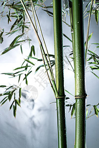 垂直构图枝水滴雾色中的竹林图片