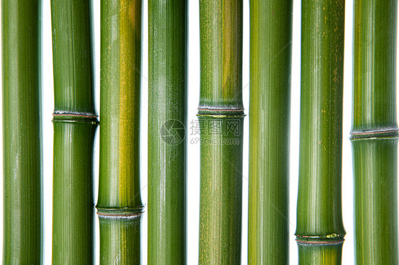 自然植物传统文化竹子图片