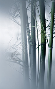 活力摄影自然美雾色中的竹林图片