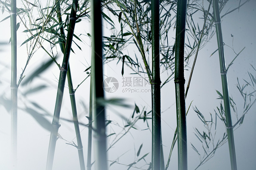 亚洲竹子植物学雾色中的竹林图片