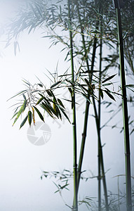 东亚叶子绿色雾色中的竹林图片