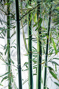 枝图像特效自然美雾色中的竹林图片