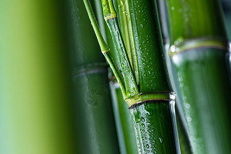 水滴摄影摄影林区户外竹子背景