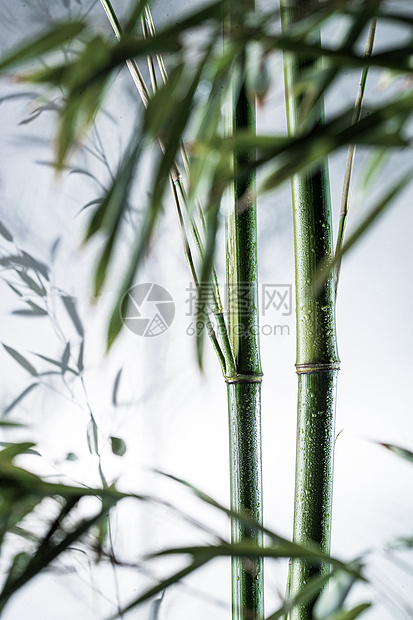 图像特效水珠传统文化雾色中的竹林图片