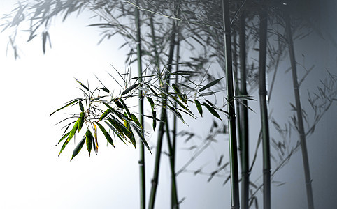 图像特效树干清新雾色中的竹林图片