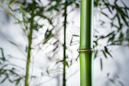 水滴摄影摄影植物学意境雾色中的竹林背景