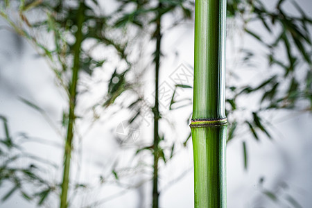 摄影植物学意境雾色中的竹林图片