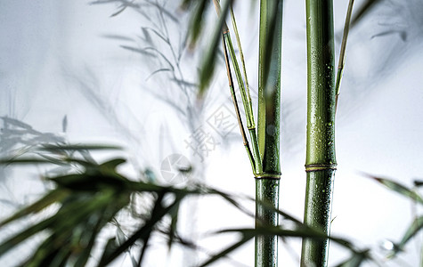 摄影文化户外雾色中的竹林图片