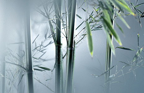影子枝叶子雾色中的竹林图片