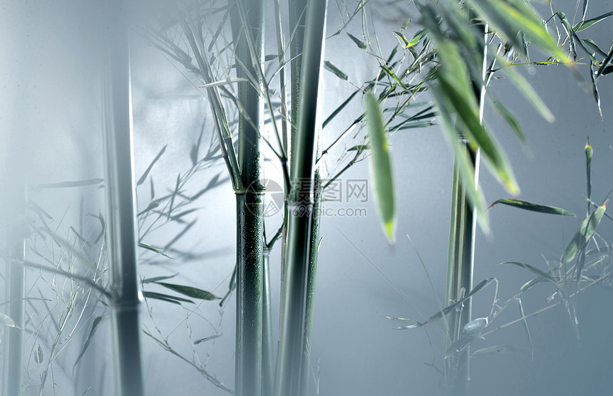 影子枝叶子雾色中的竹林图片