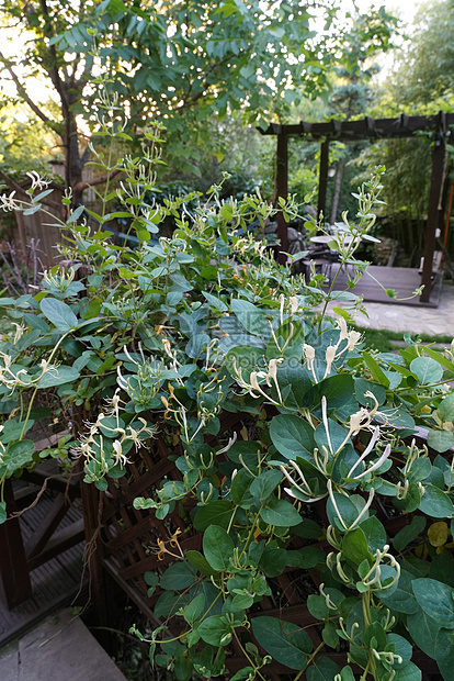 花园金银花图片