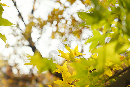 树叶户外枫树秋天枫叶图片