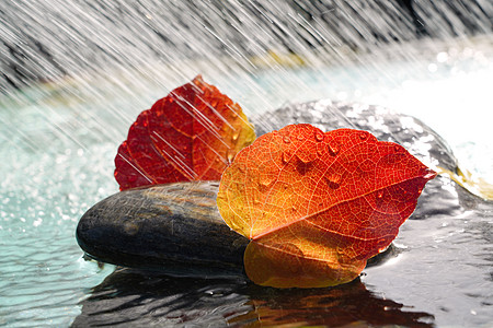 雨水里的红叶高清图片