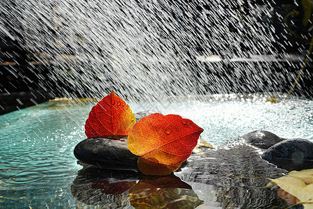 树叶和水面雨水里的红叶背景