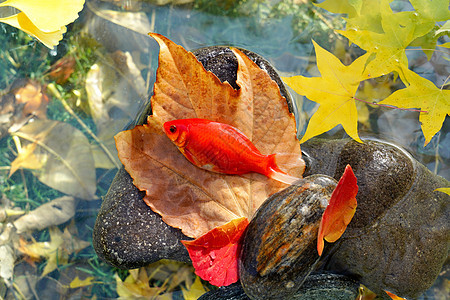 花园秋天池塘中的金鱼图片