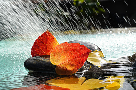 雨水里的红叶图片