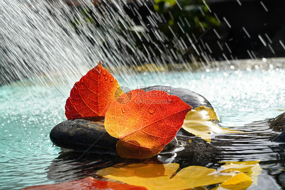 雨水里的红叶图片